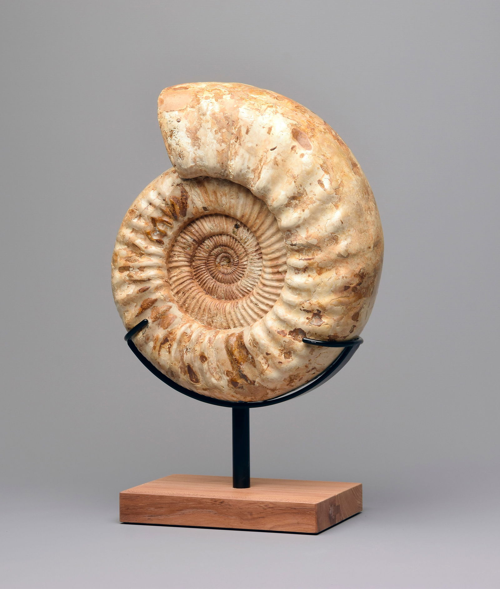 29 cm Ammonite Kranaosphinctes sp. - 3