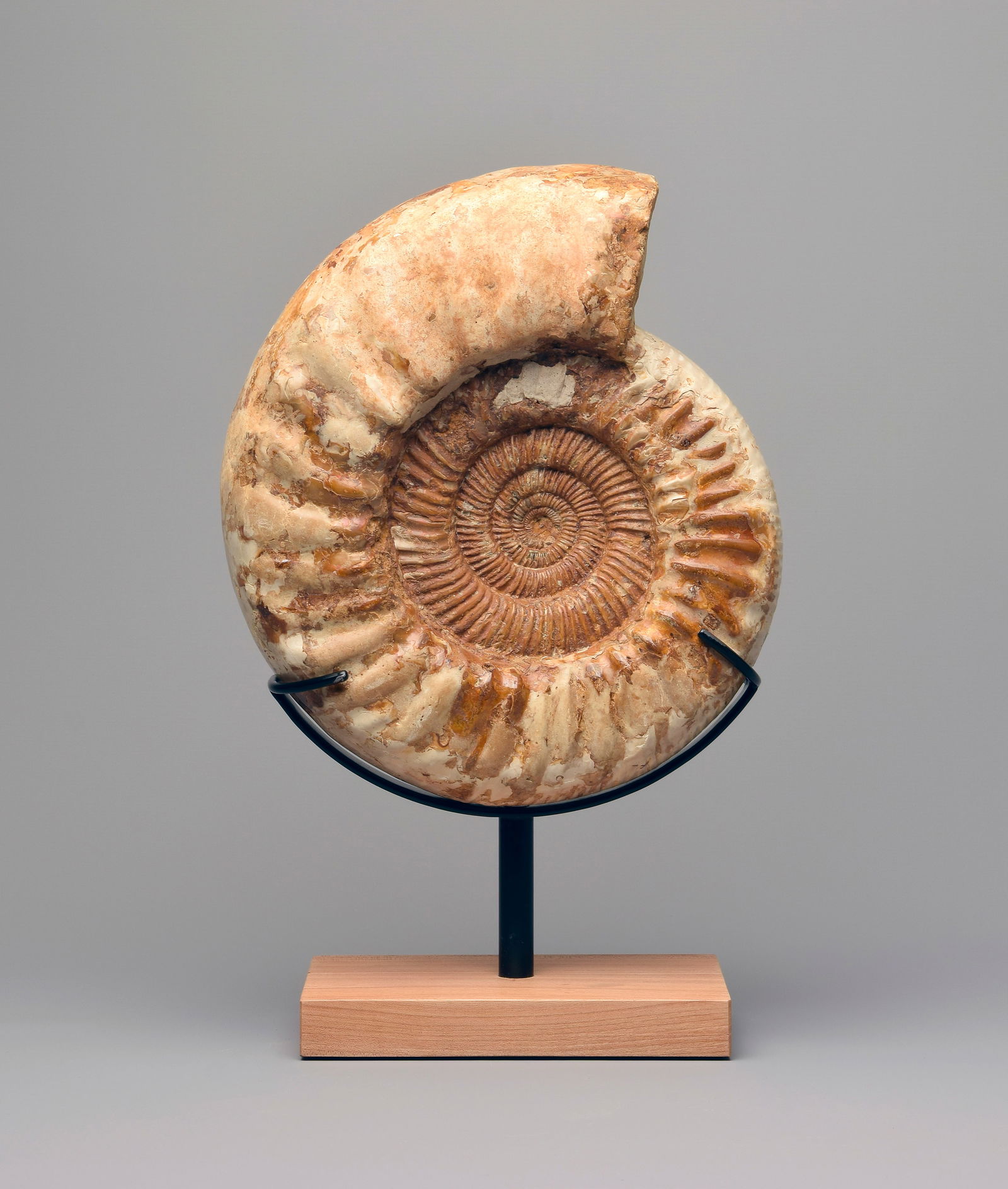 29 cm Ammonite Kranaosphinctes sp. - 4