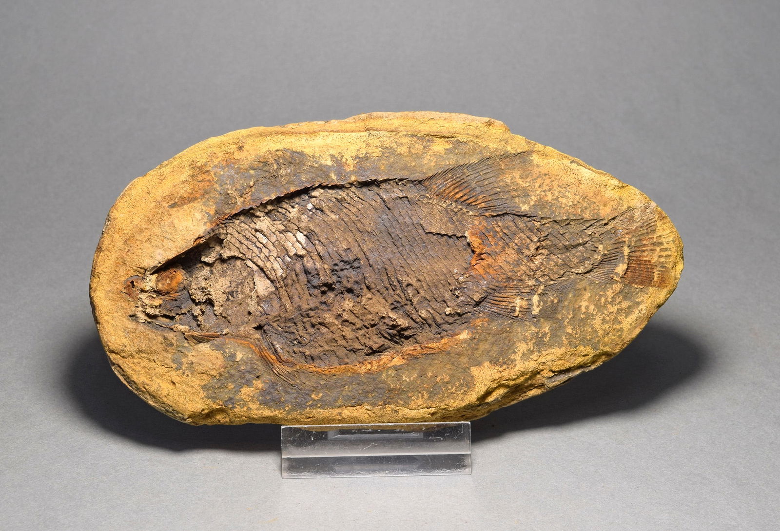 Fine fish fossil Parasemionotus labordei - 2