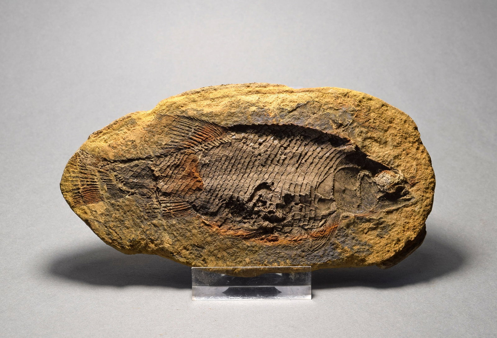Fine fish fossil Parasemionotus labordei - 3