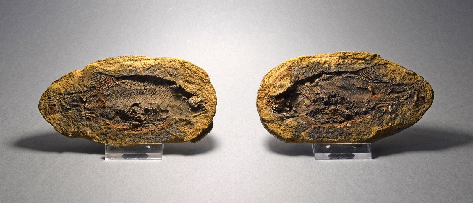 Fine fish fossil Parasemionotus labordei - 5