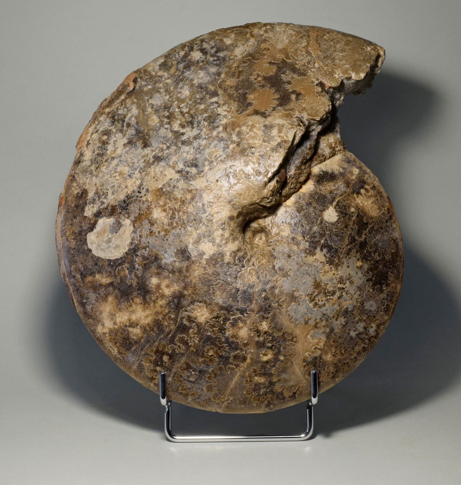 24.5 cm ammonite Choffaticeras segne - 2