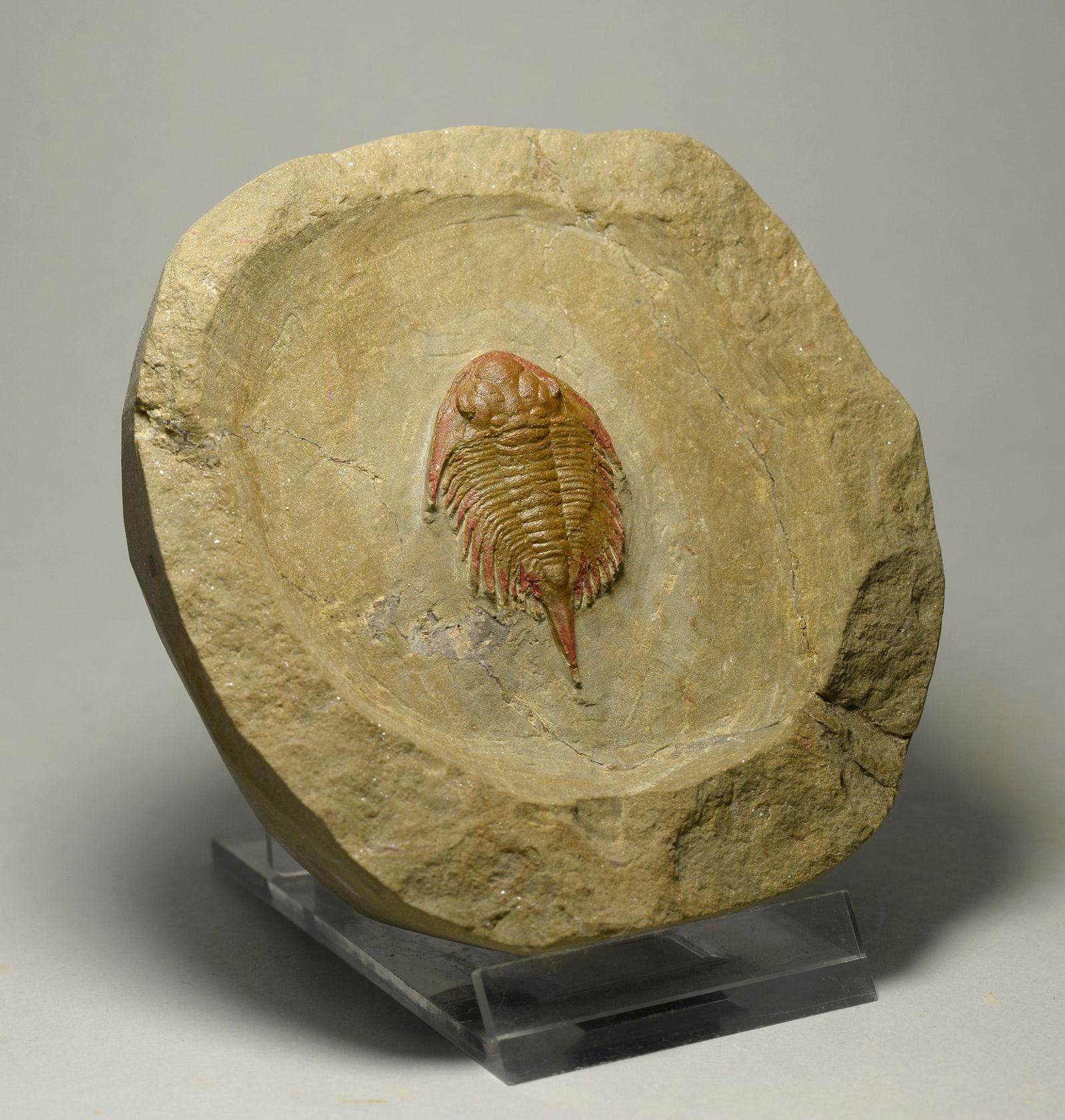 Fine and rare trilobite Parvilichas marochii - 2
