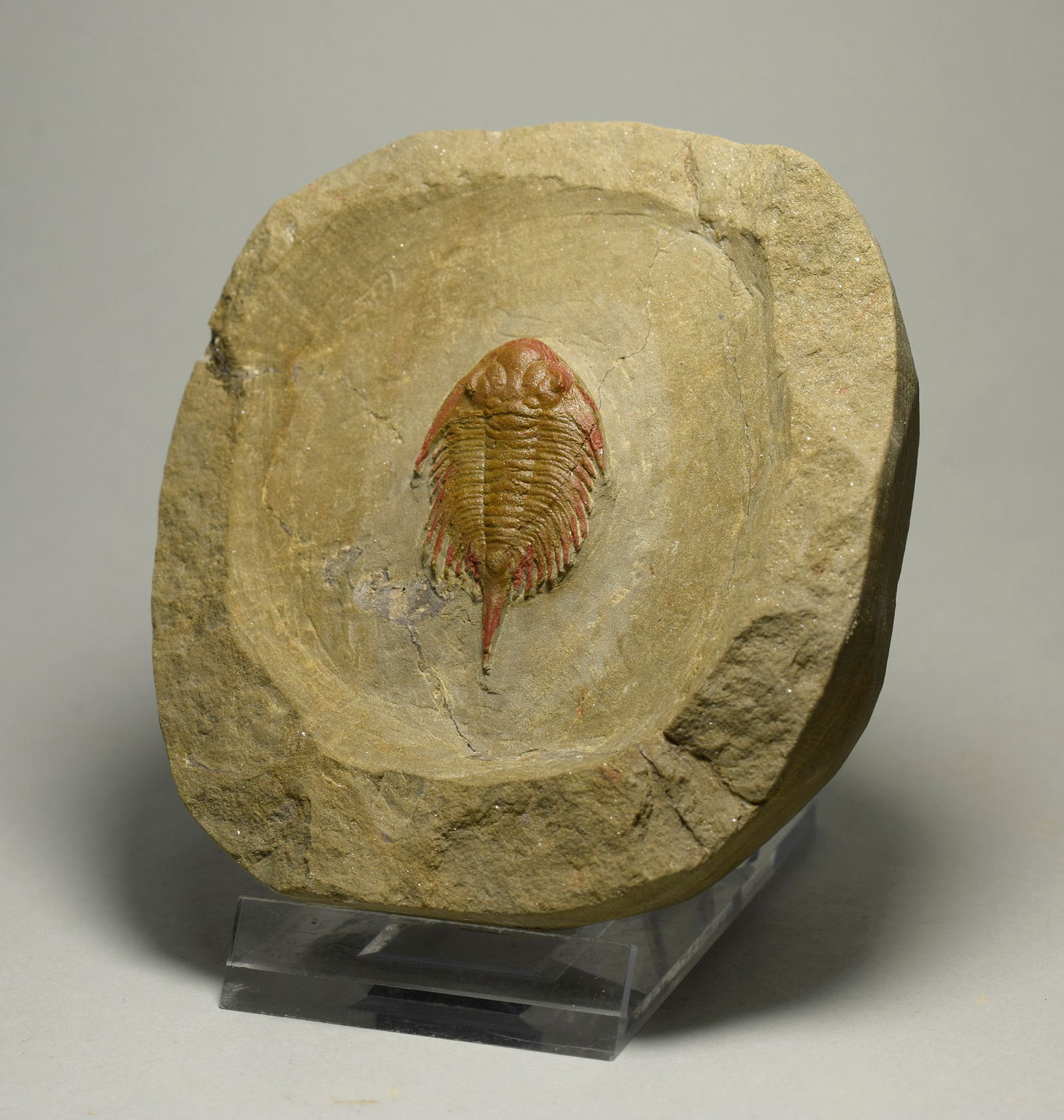 Fine and rare trilobite Parvilichas marochii - 3