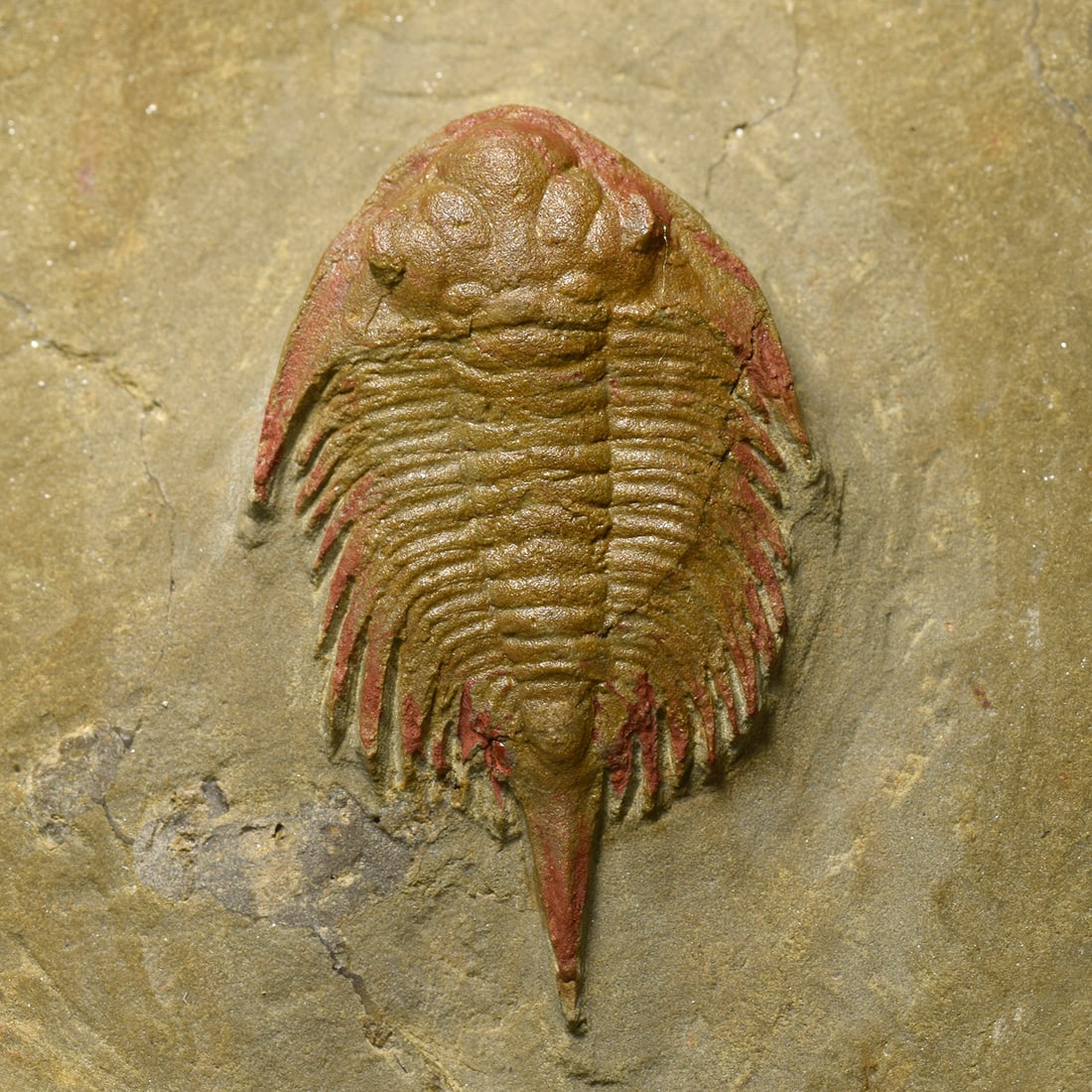 Fine and rare trilobite Parvilichas marochii - 4