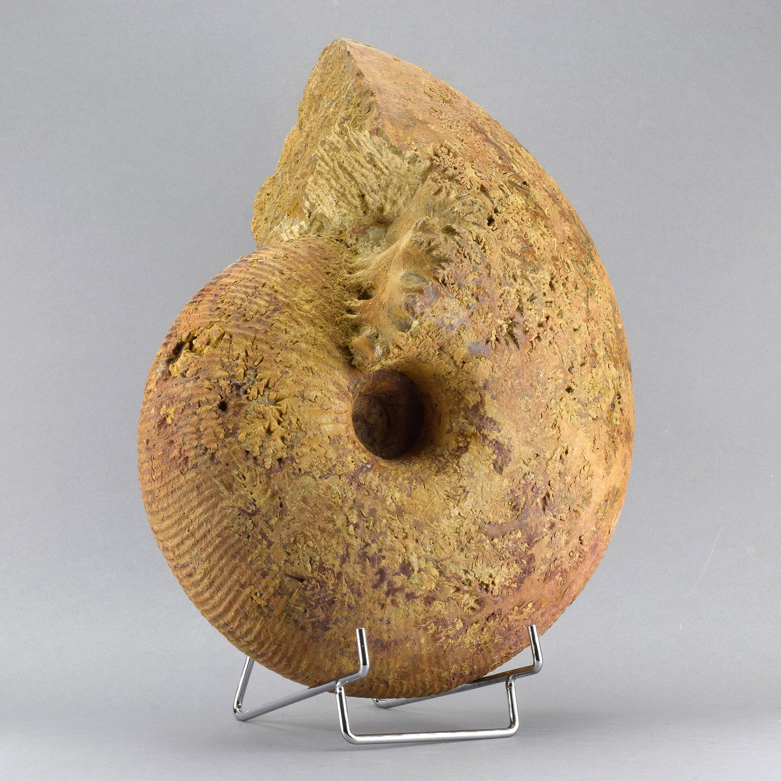 Large ammonite Macrocephalites - 2