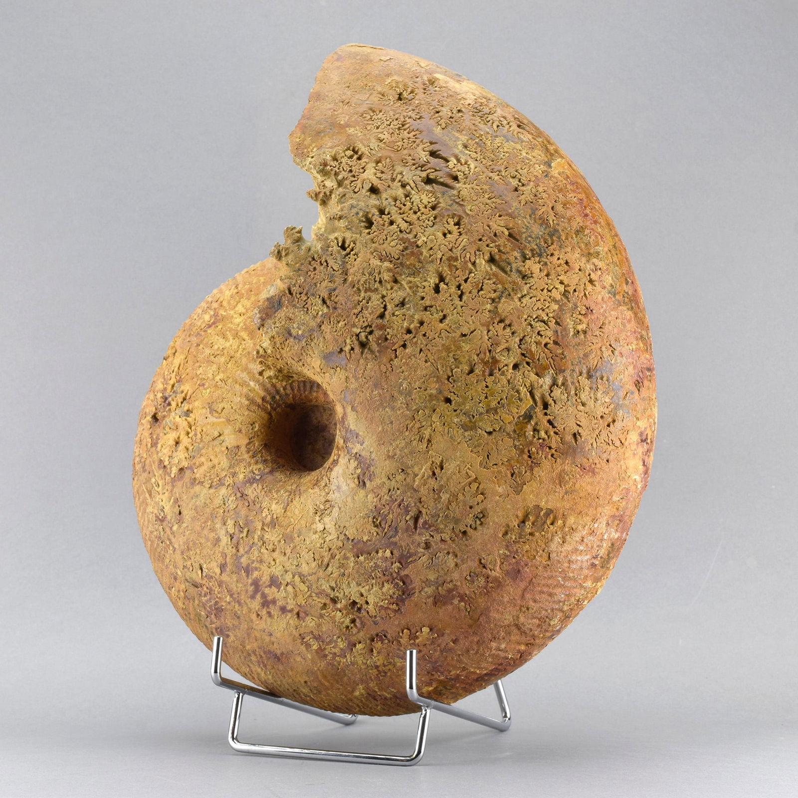 Large ammonite Macrocephalites - 4