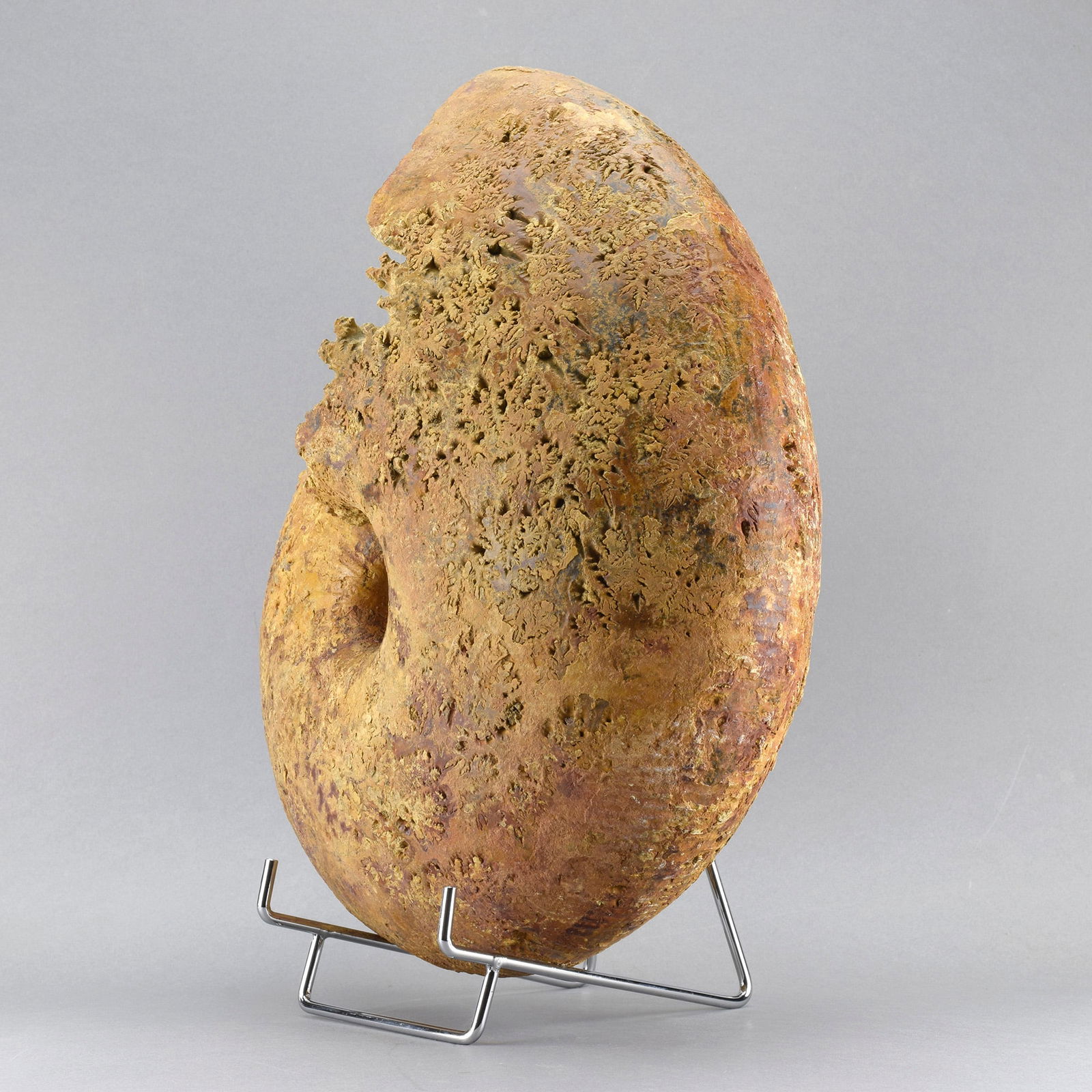 Large ammonite Macrocephalites - 5