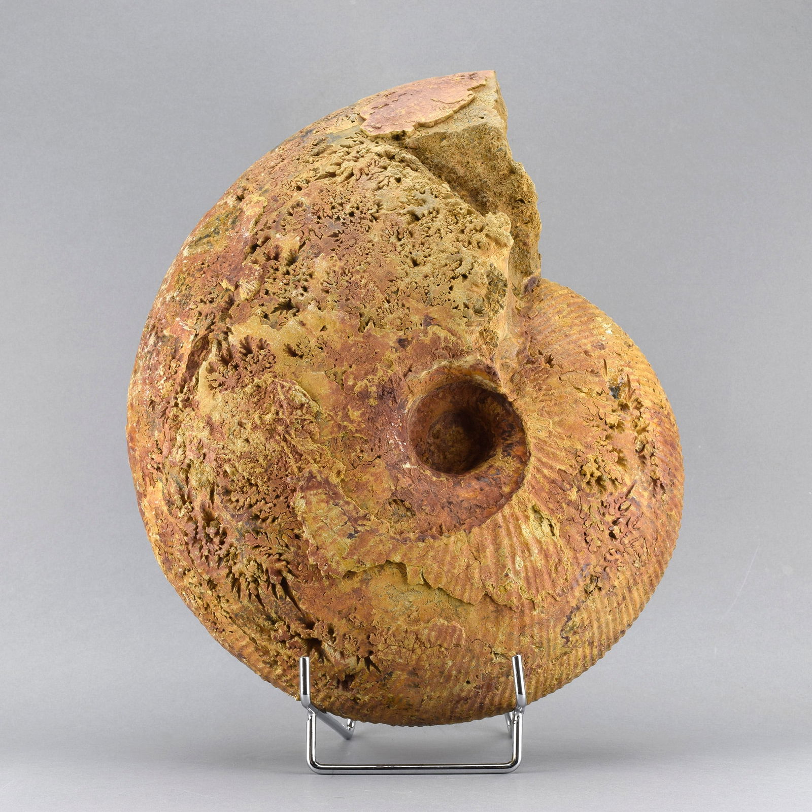 Large ammonite Macrocephalites - 6