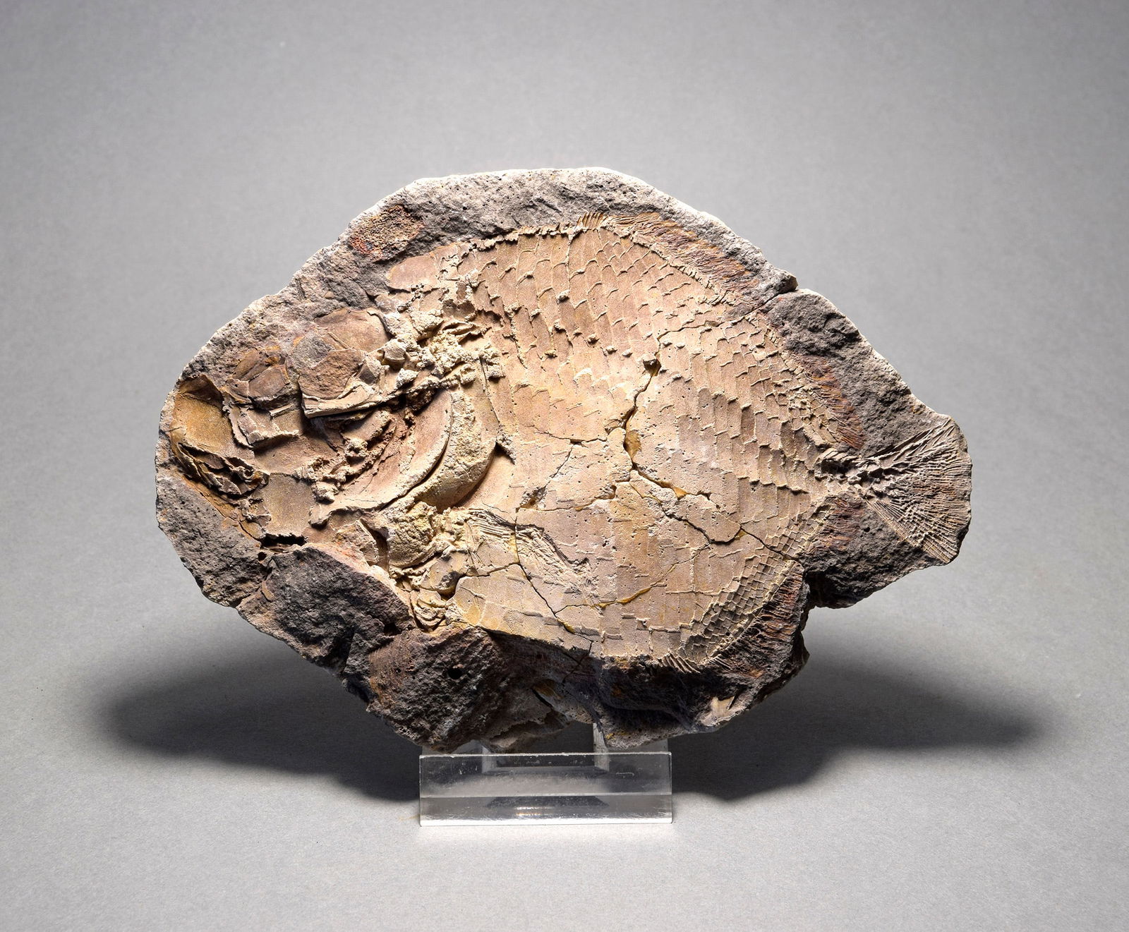 Perfect fish fossil Bobasatrania mahavavica - 2