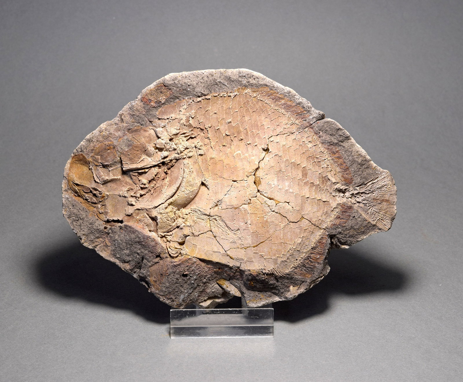 Perfect fish fossil Bobasatrania mahavavica - 3