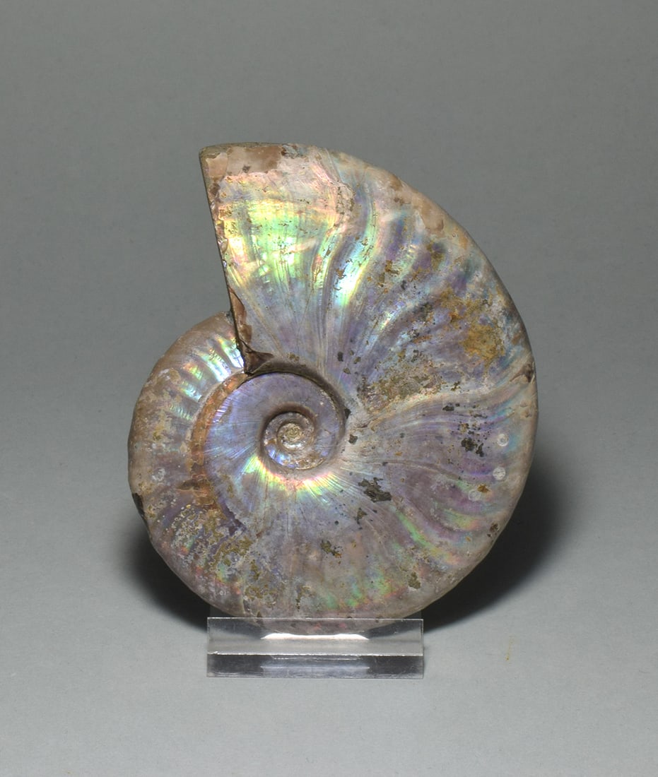 9.5 cm nacreous ammonite Aioloceras besairiei - 10