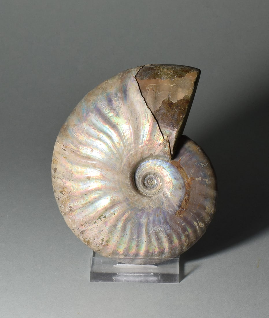 9.5 cm nacreous ammonite Aioloceras besairiei - 3