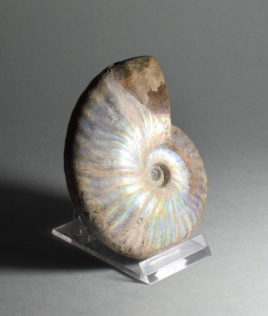 9.5 cm nacreous ammonite Aioloceras besairiei - 4