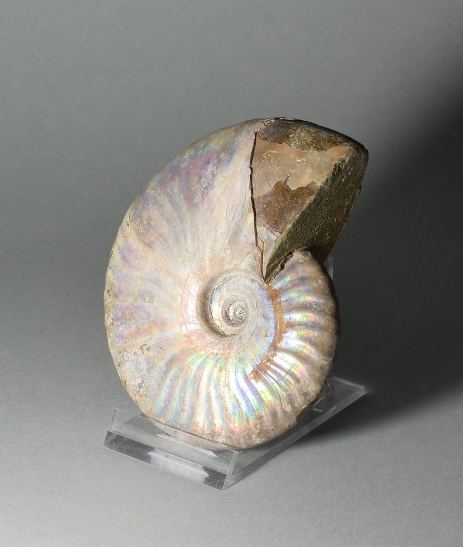 9.5 cm nacreous ammonite Aioloceras besairiei - 5