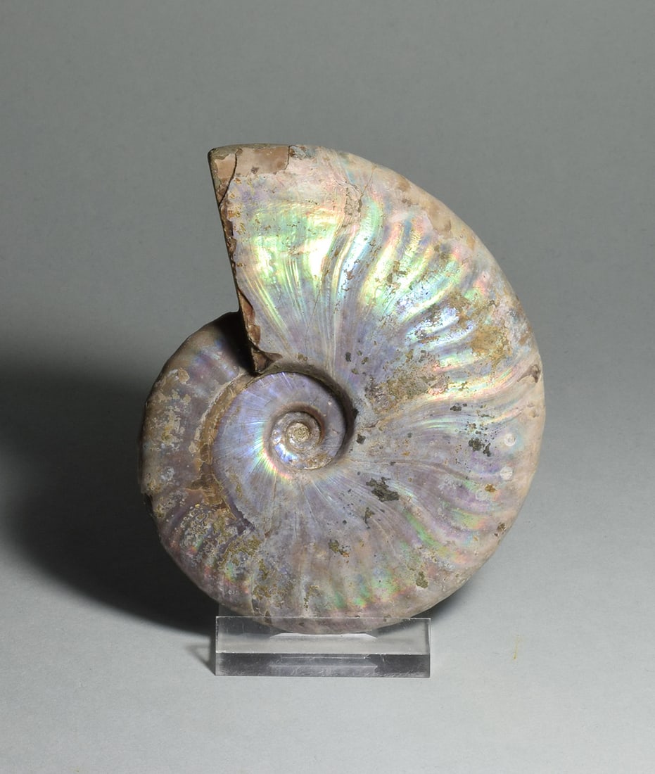 9.5 cm nacreous ammonite Aioloceras besairiei - 7