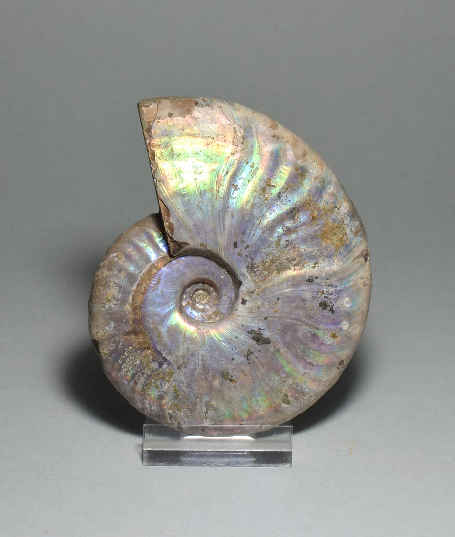 9.5 cm nacreous ammonite Aioloceras besairiei - 8