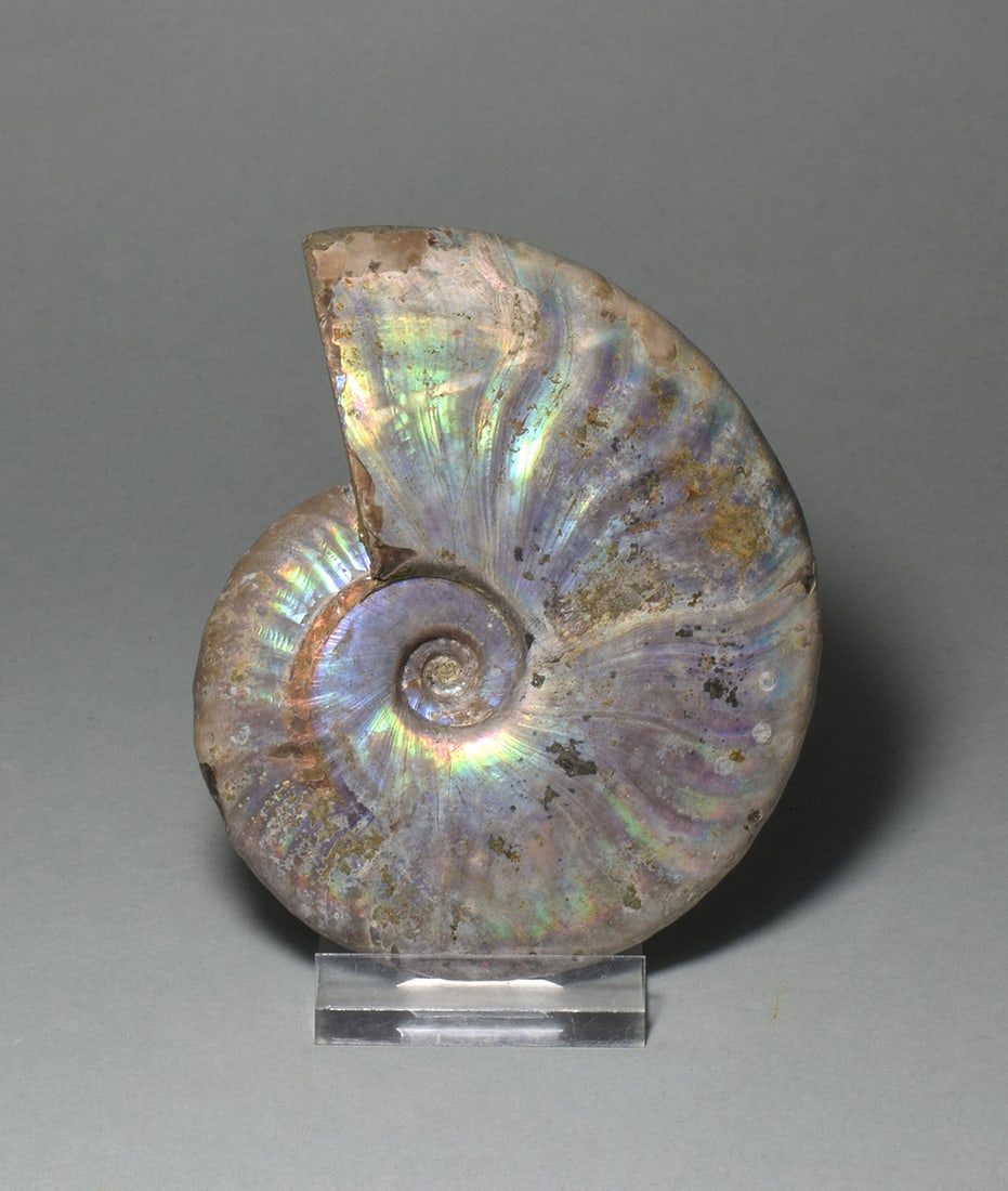 9.5 cm nacreous ammonite Aioloceras besairiei - 9