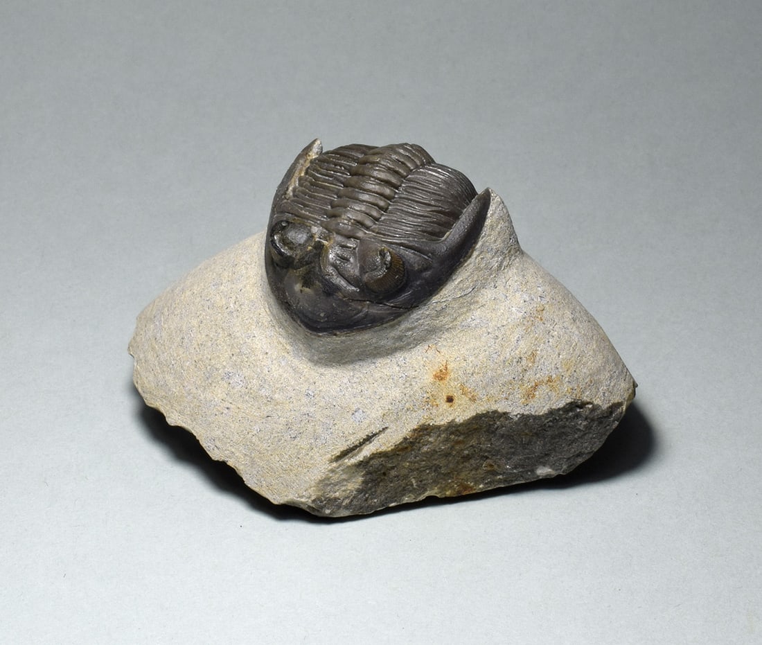 Fine trilobite - Hollardops mesocristata - 2
