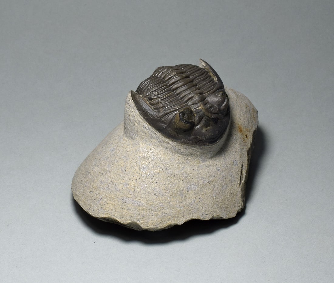 Fine trilobite - Hollardops mesocristata - 3