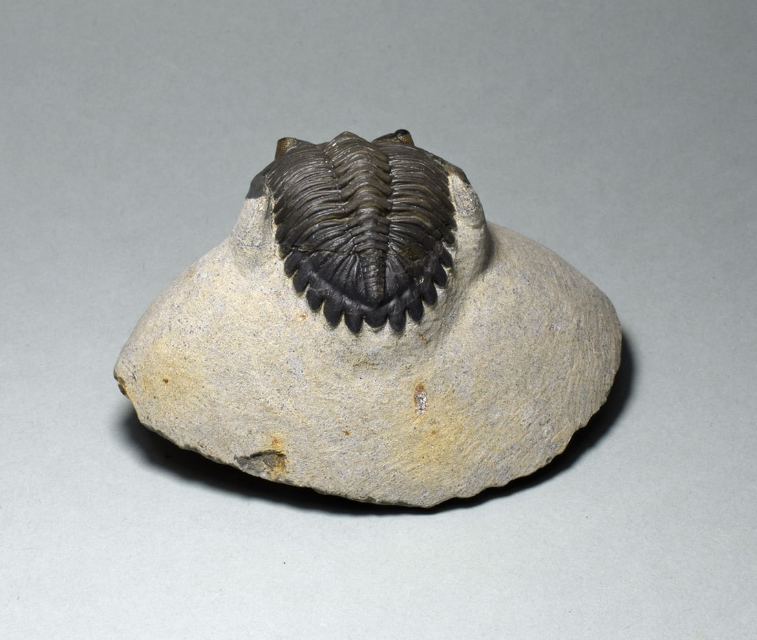 Fine trilobite - Hollardops mesocristata - 5