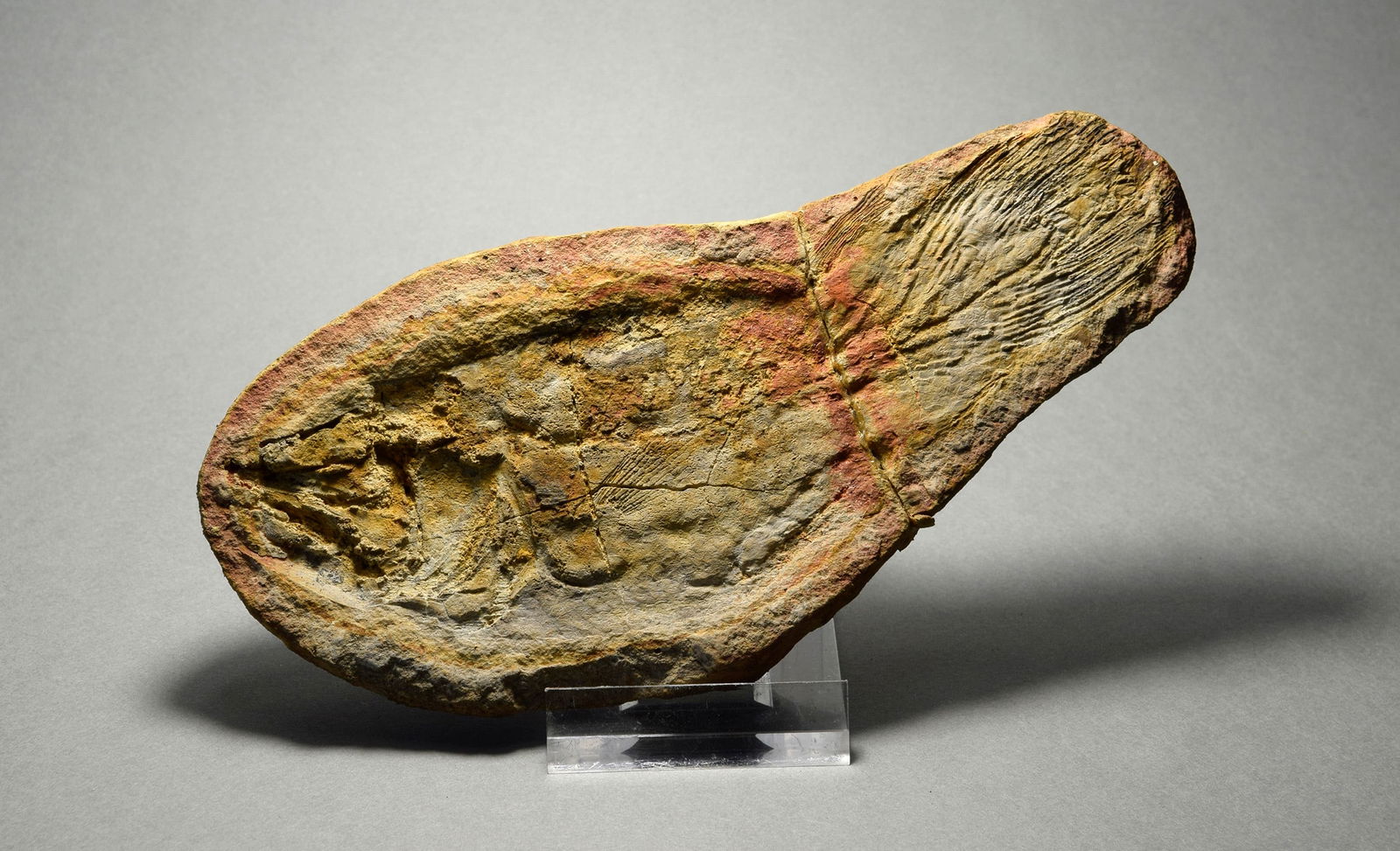 Fine coelacanth fish Whiteia woodwardi - 2