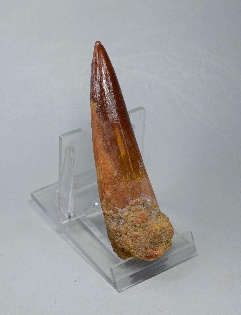 Superb 9.2 cm tooth of a theropod dinosaur Spinosaurus aegyptiacus - 2