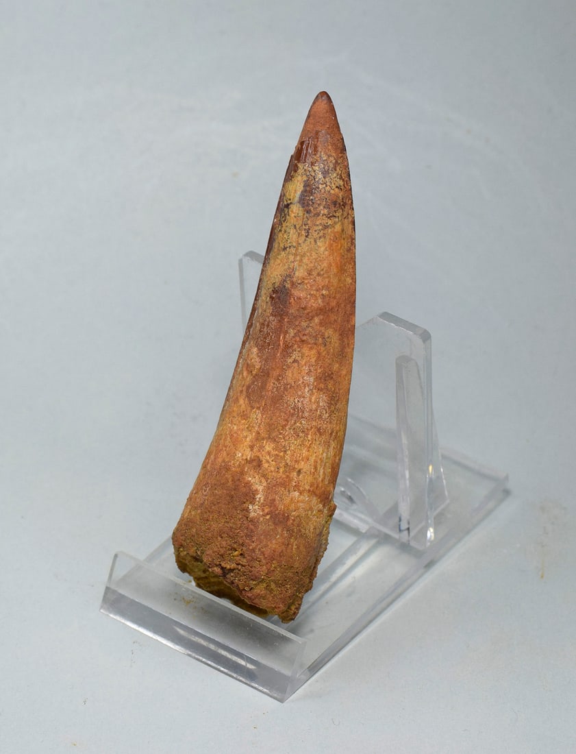 Superb 9.2 cm tooth of a theropod dinosaur Spinosaurus aegyptiacus - 6