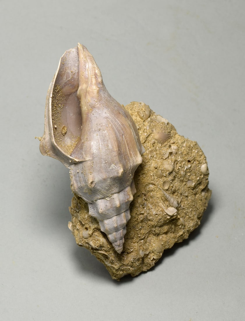 Fine gastropod - Eopsephaea muricina - 2