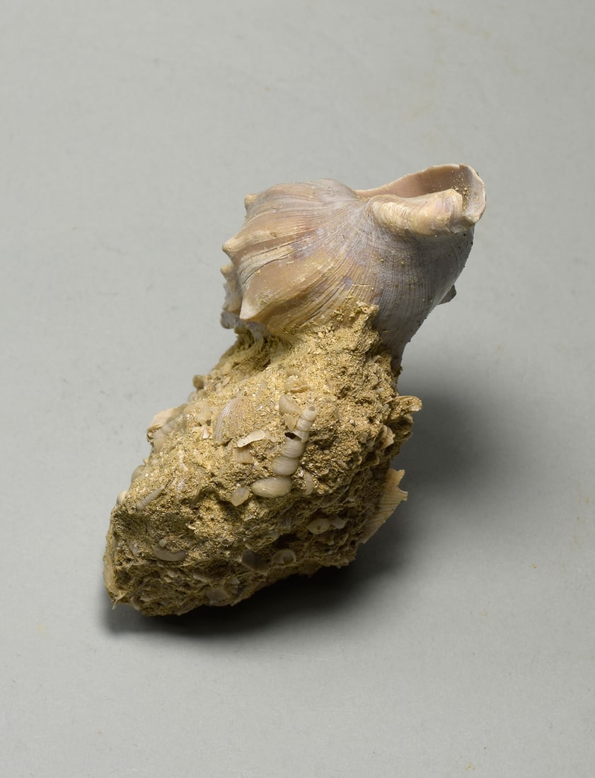 Fine gastropod - Eopsephaea muricina - 5