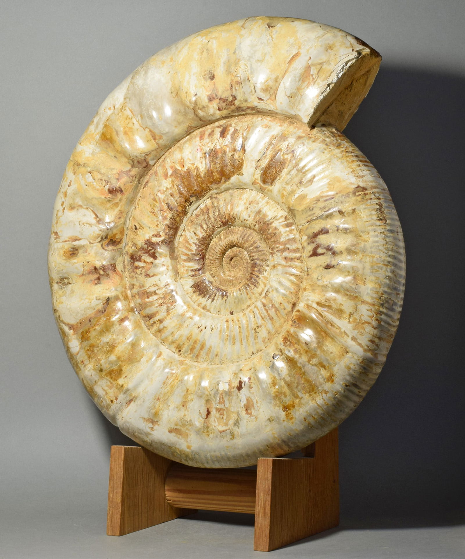 Magnificent 36.5 cm ammonite - Prososphinctes sp. - 3