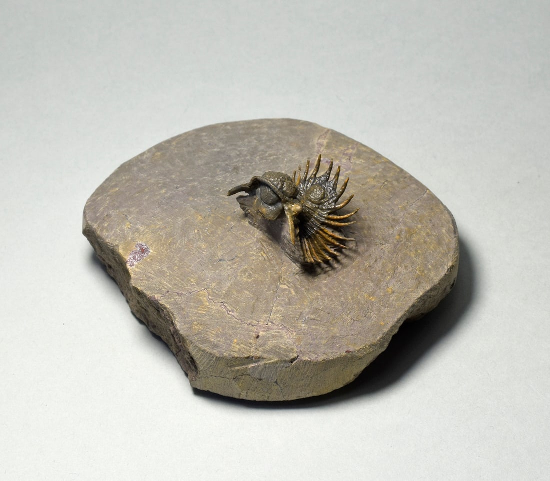 Rare trilobite Belenopyge sp. - 2