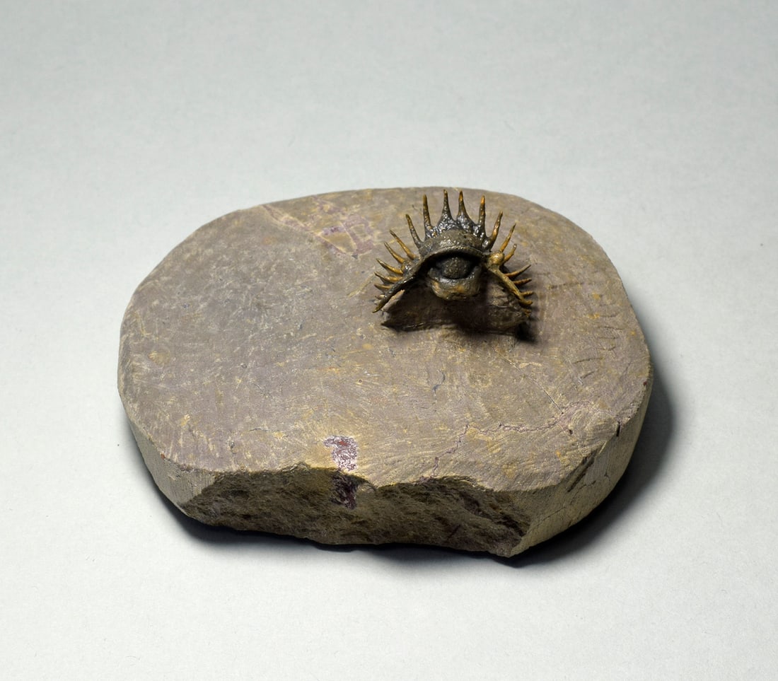 Rare trilobite Belenopyge sp. - 3