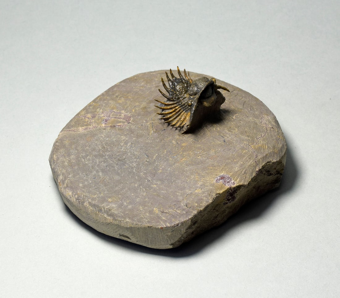 Rare trilobite Belenopyge sp. - 4