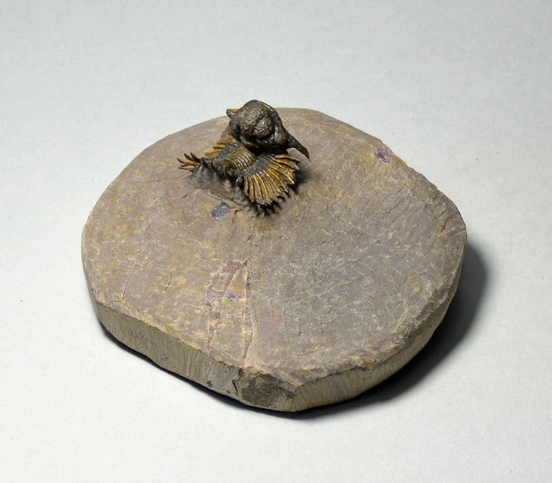 Rare trilobite Belenopyge sp. - 6