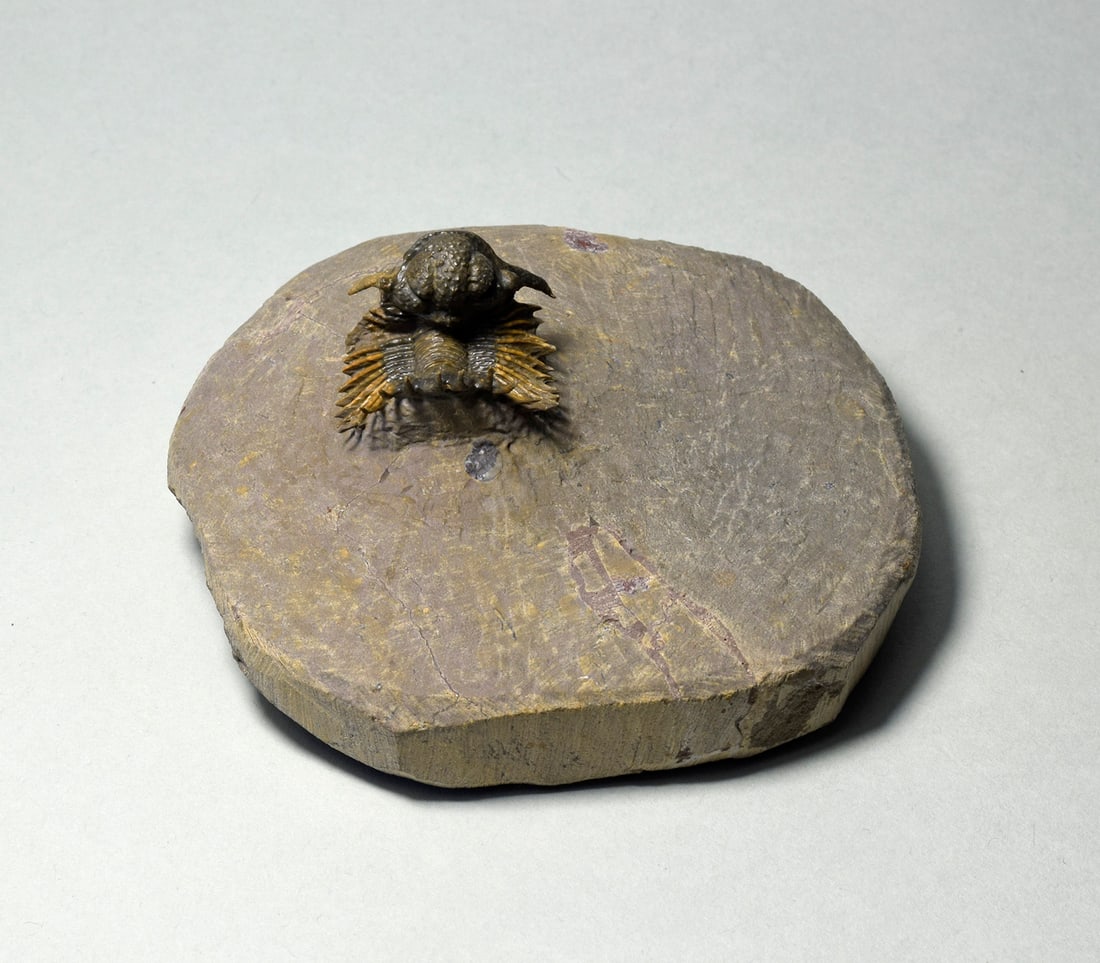 Rare trilobite Belenopyge sp. - 7