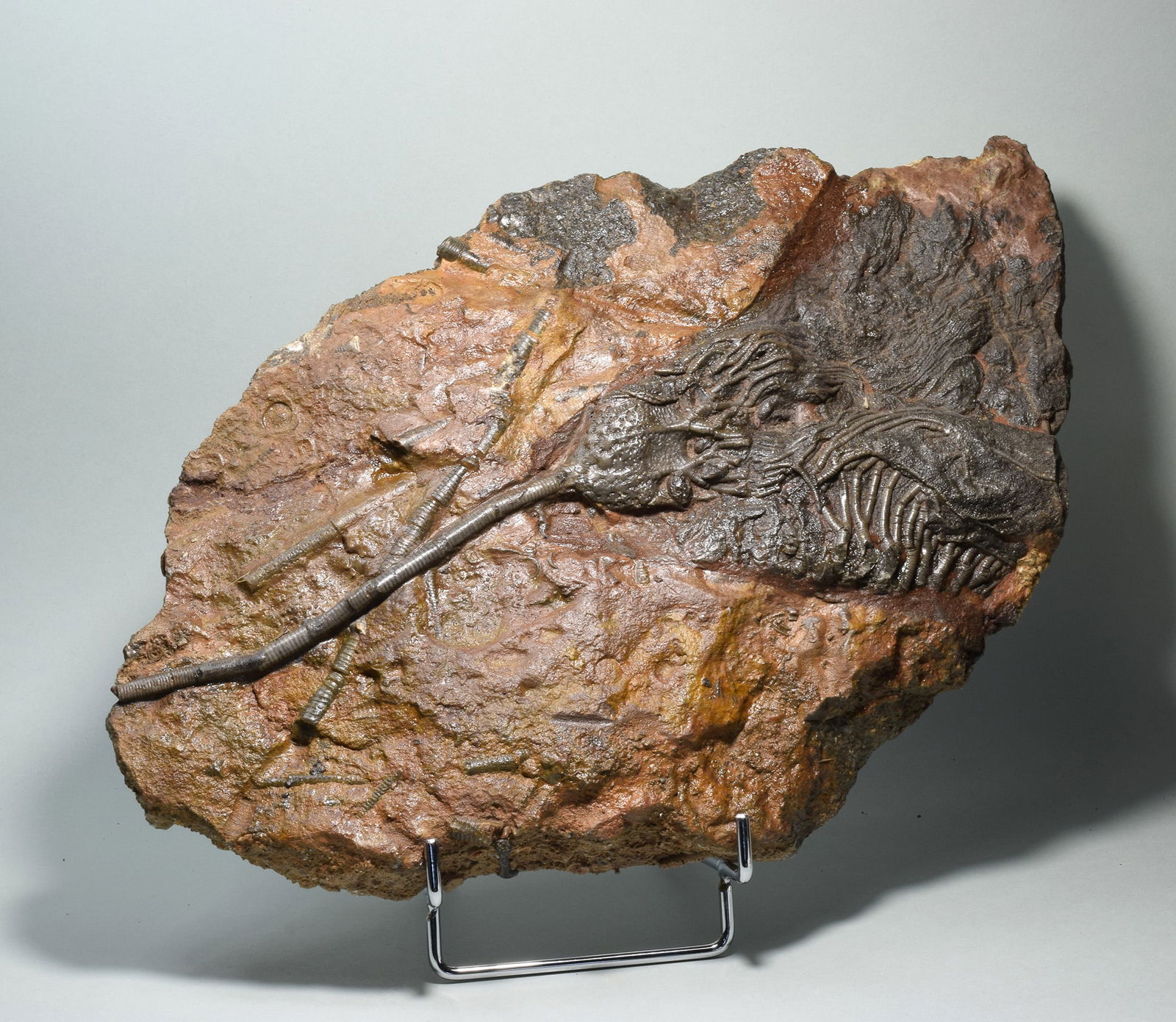 Nice crinoid on slab - Scyphocrinites elegans - 2
