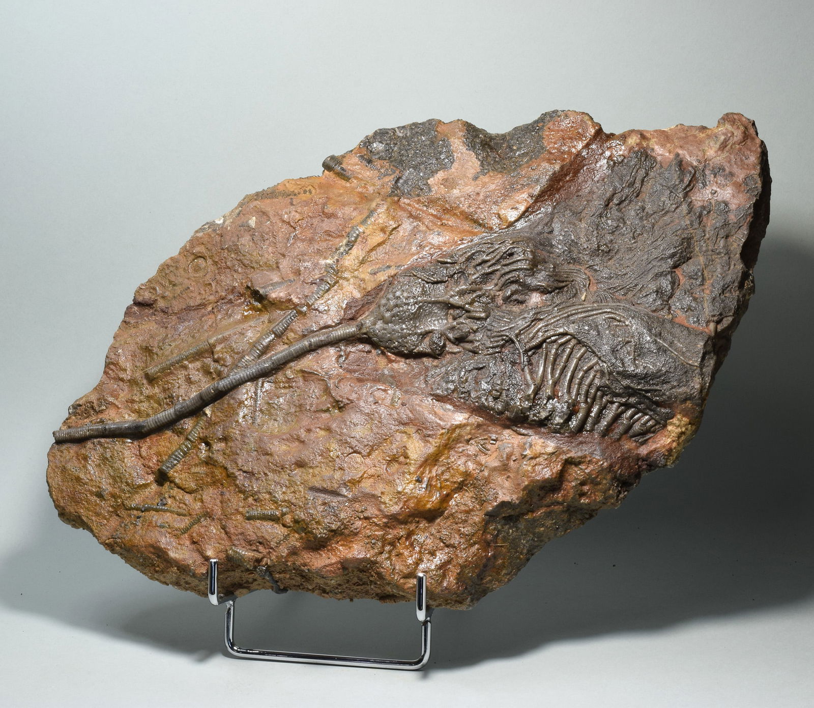Nice crinoid on slab - Scyphocrinites elegans - 3