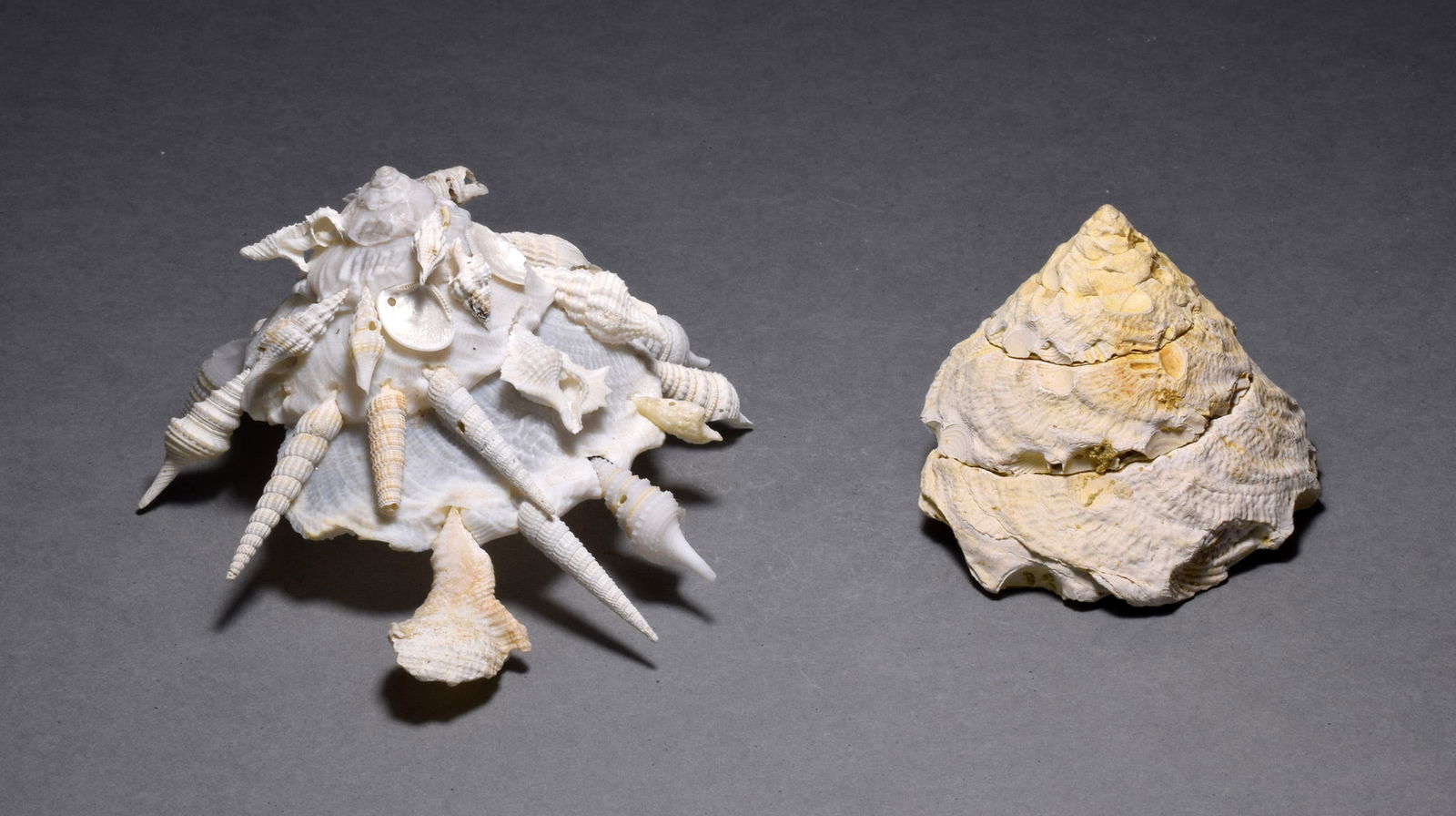 A collection of fossil and recent gastropods - Xenophora agglutinans and Xenophora pallidula - 2