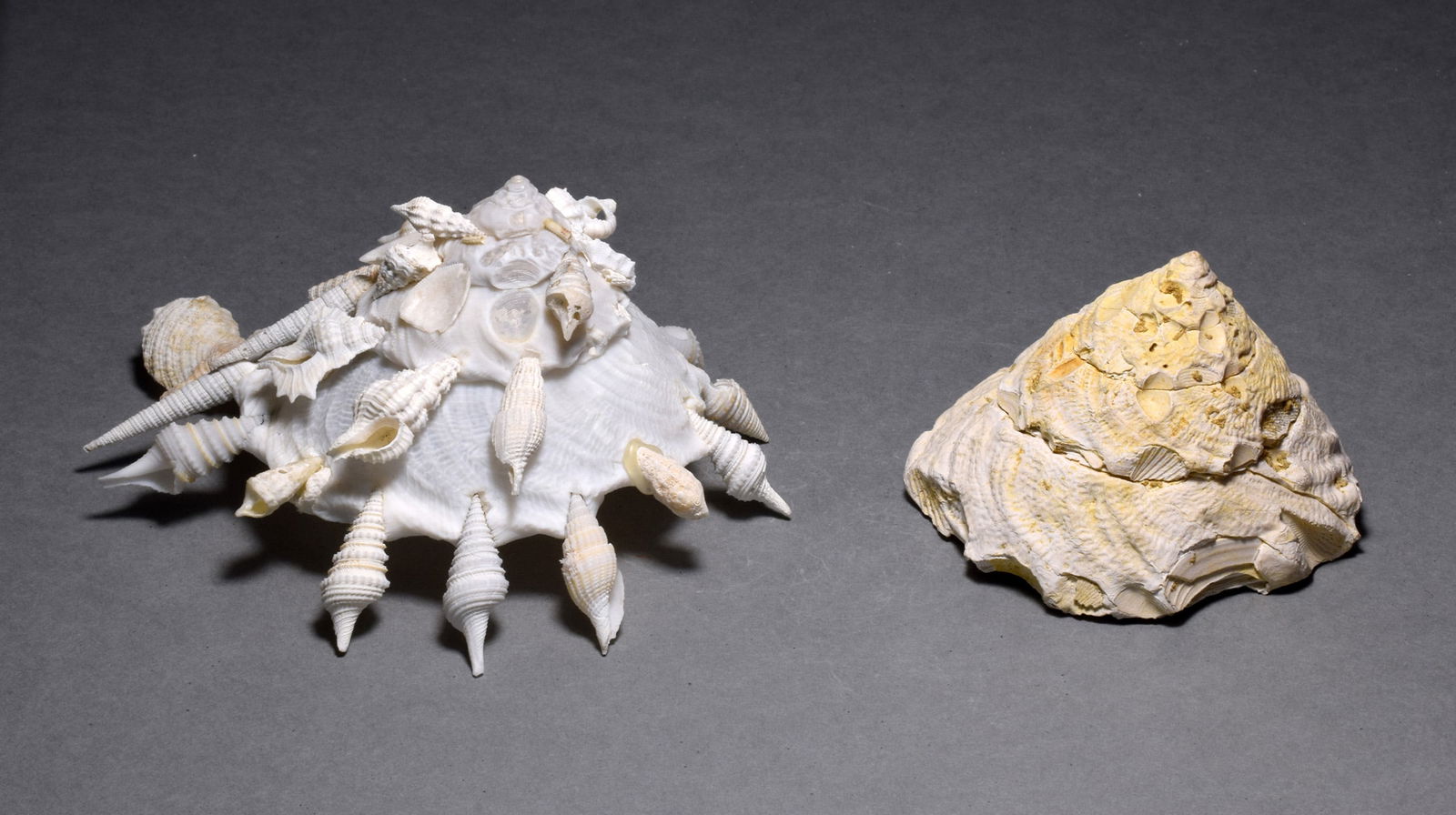 A collection of fossil and recent gastropods - Xenophora agglutinans and Xenophora pallidula - 4