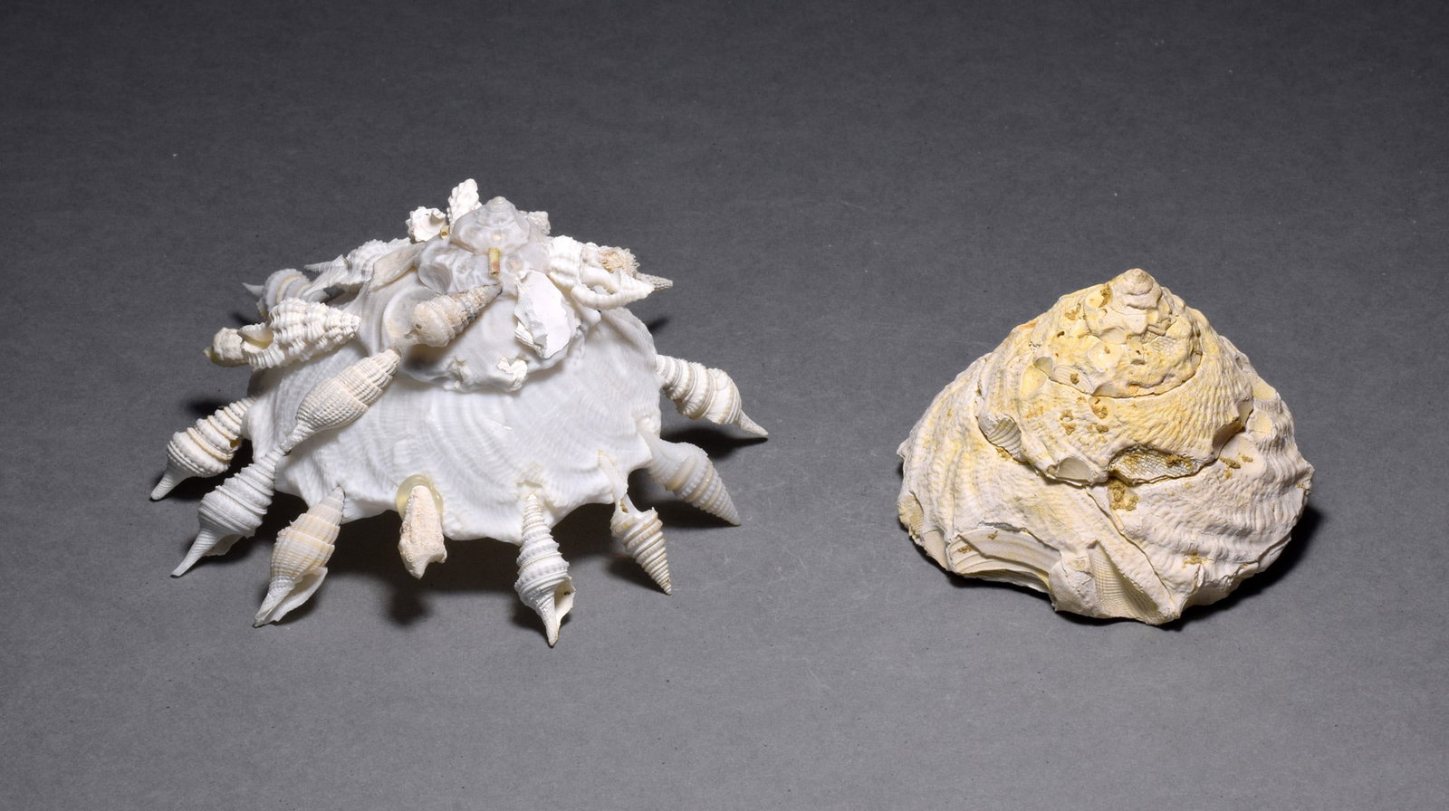 A collection of fossil and recent gastropods - Xenophora agglutinans and Xenophora pallidula - 5