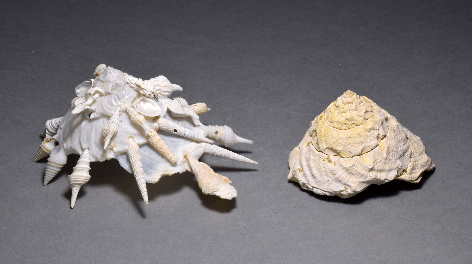 A collection of fossil and recent gastropods - Xenophora agglutinans and Xenophora pallidula - 7