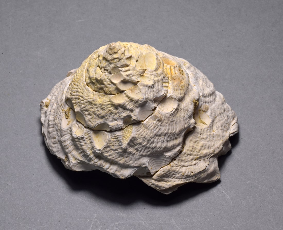 A collection of fossil and recent gastropods - Xenophora agglutinans and Xenophora pallidula - 9