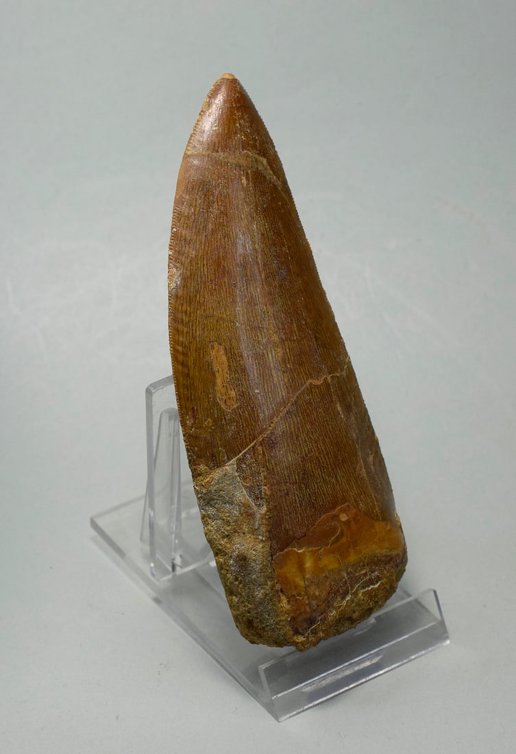 Outstanding 10.8 cm dinosaur tooth - Carcharodontosaurus saharicus - 2
