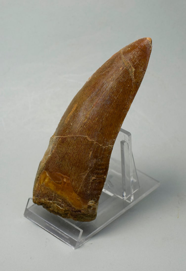 Outstanding 10.8 cm dinosaur tooth - Carcharodontosaurus saharicus - 3