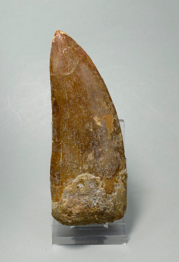Outstanding 10.8 cm dinosaur tooth - Carcharodontosaurus saharicus - 4