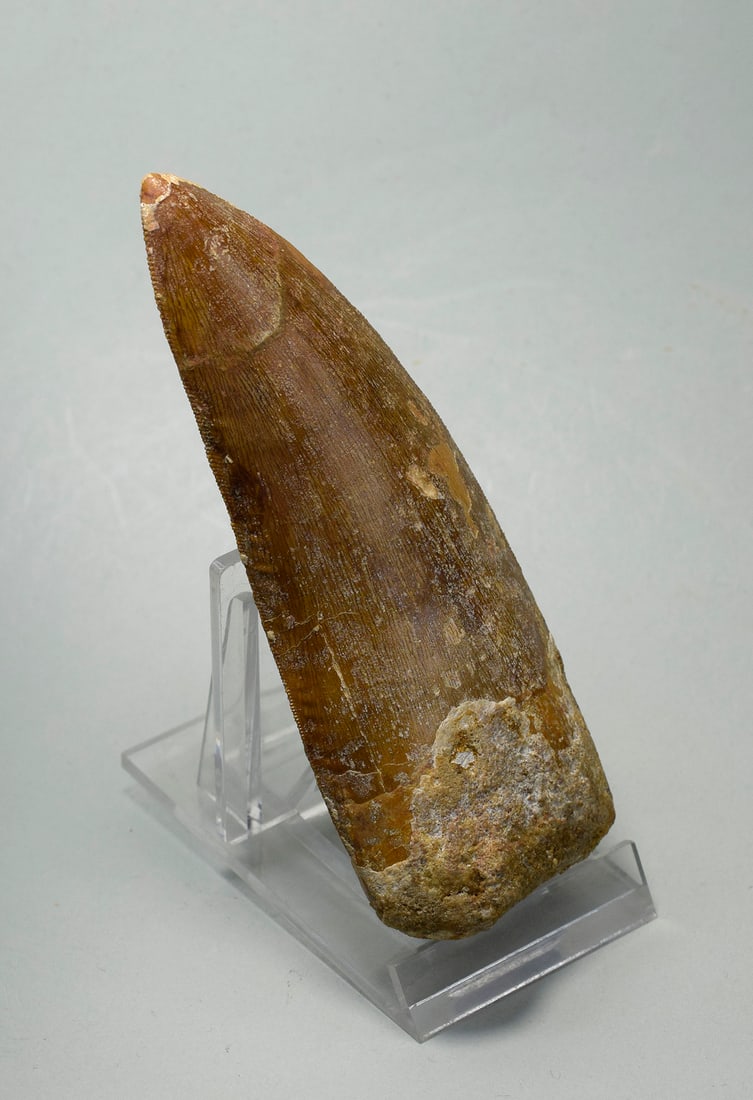 Outstanding 10.8 cm dinosaur tooth - Carcharodontosaurus saharicus - 5