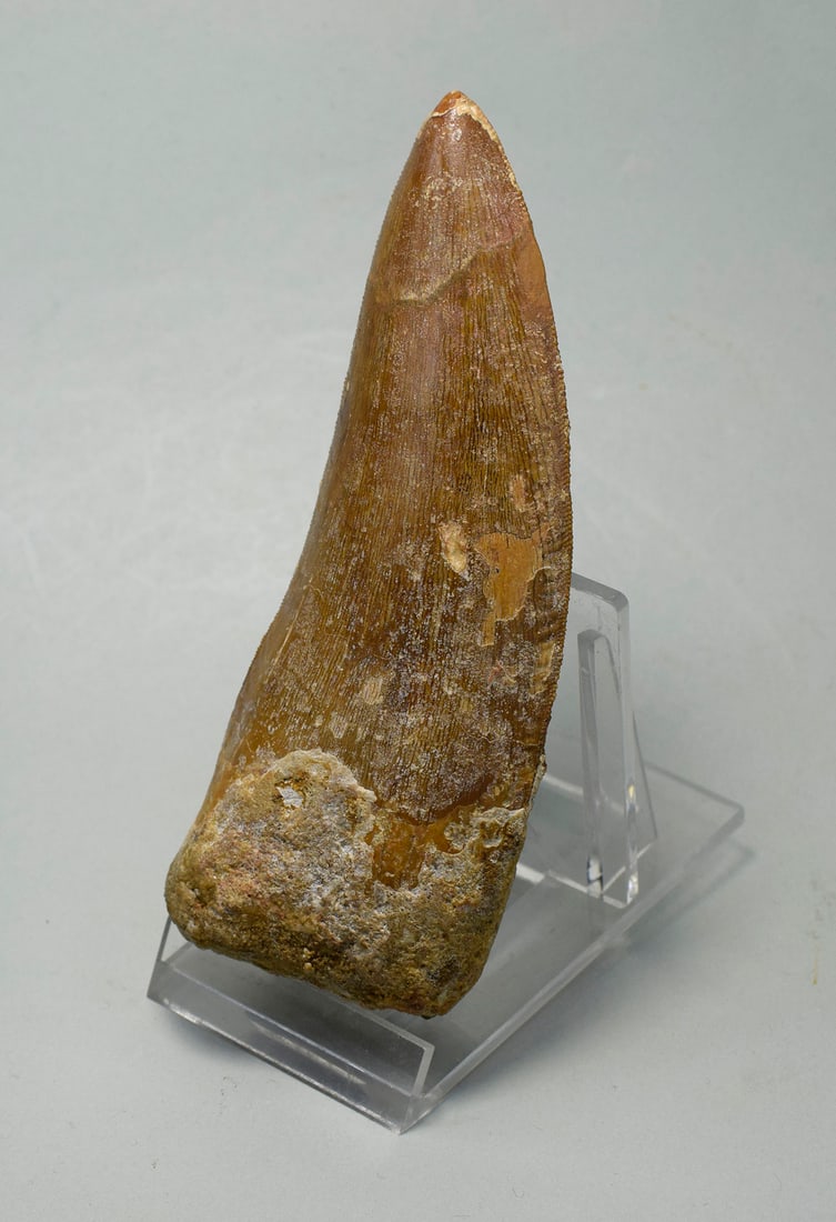 Outstanding 10.8 cm dinosaur tooth - Carcharodontosaurus saharicus - 6