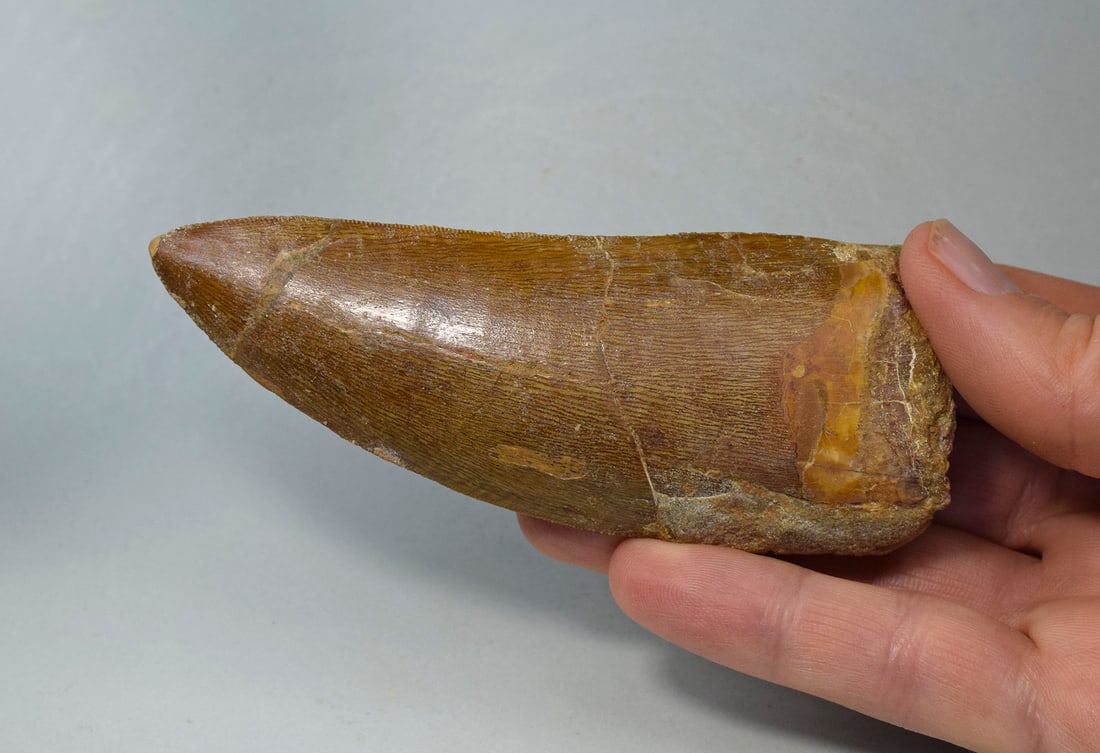 Outstanding 10.8 cm dinosaur tooth - Carcharodontosaurus saharicus - 8