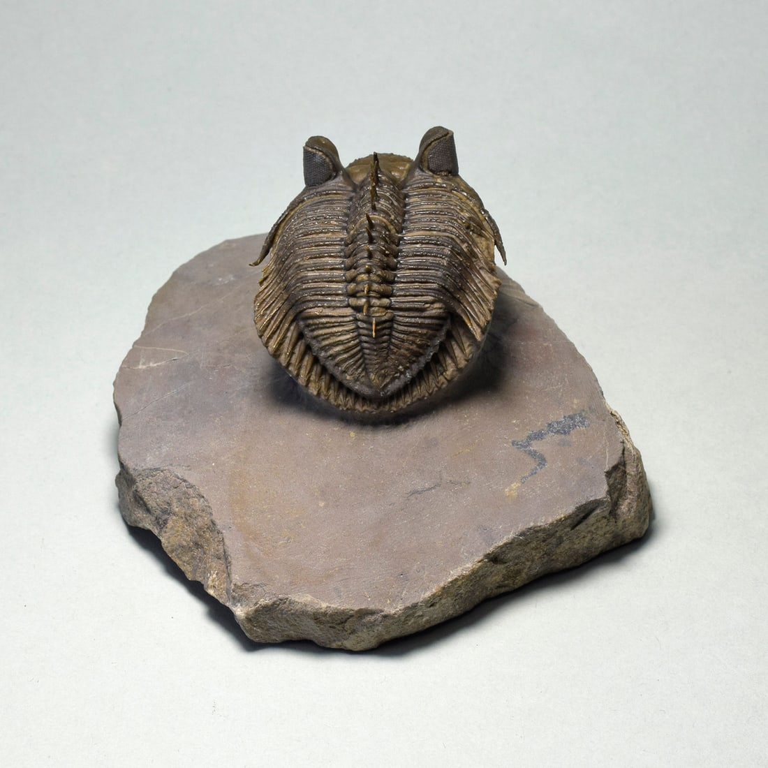 Excellent spiny trilobite Erbenochile erbeni - 7
